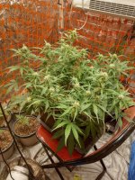 IMG_20220302_160116_MP - Copy.jpg