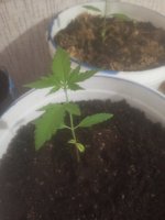 IMG_20220614_161848.jpg