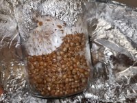 wheat1502.jpg