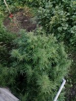 IMG_20220830_194132.jpg