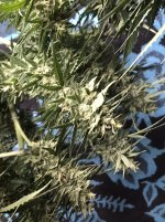 03169073-C071-49AF-A336-8EFABFDF4998.jpeg