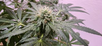 IMG_20221019_153334 — копия.jpg