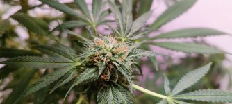 IMG_20221028_062036 — копия.jpg