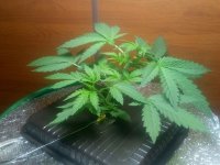 1е ноября.jpg