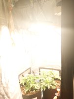 IMG_20230326_123531.jpg