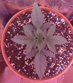 2 — копия.jpg