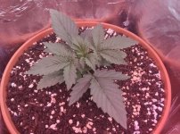 1 — копия.jpg