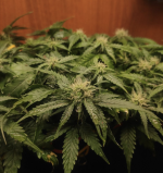 Снимок экрана 2023-04-13 в 12.33.18.png