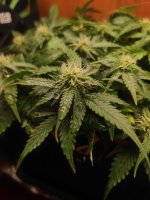 photo_2023-04-12_14-36-34 (2).jpg