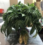 IMG_5795.jpeg