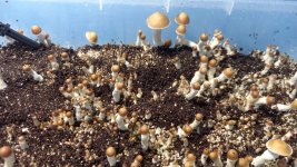 WhatsApp Image 2023-05-23 at 07.34.07.jpeg