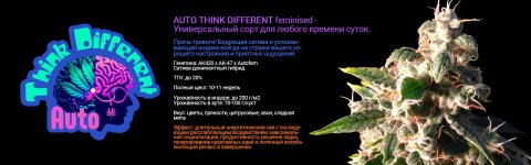 Auto Think Different  1920-600.jpg