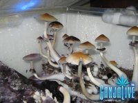 IMG_0742.JPG