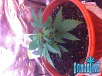 IMG_01941.JPG