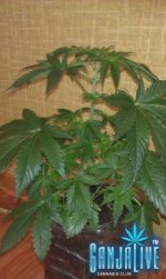IMAG0507.jpg