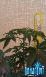 IMAG0508.jpg