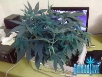 IMG_20131129_173420.jpg