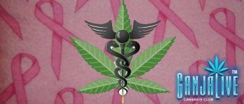 studies-show-marijuana-prevents-breast-cancer-article-thcfinder.jpg