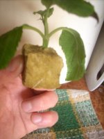 DSCN1868.JPG