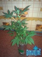 IMG_20131213_104756.jpg