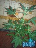 IMG_20131213_104812.jpg