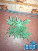 IMG_20131213_104803.jpg