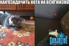 2579871.jpg
