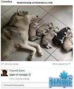 setey-socialnyh-kommentarii-citaty-vkontakte-vkontakte-smeshnye-statusy_7112286126.jpg