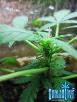 IMG_2503 - копия.JPG