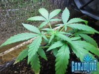 IMG_2502 - копия.JPG