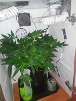 IMG_20230617_162532.jpg
