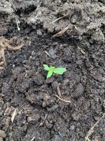 IMG_0852.jpeg