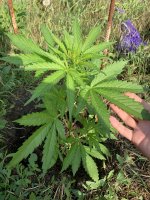 IMG_1050.jpeg