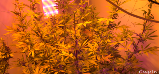 Screenshot 1 (1).png