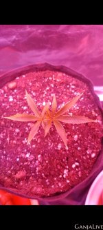 Screenshot 20230411 235130 Gallery (1).jpg