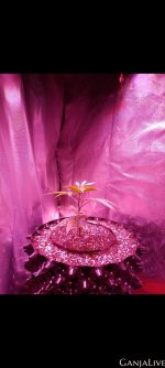 Screenshot 20230505 220939 Gallery (1).jpg