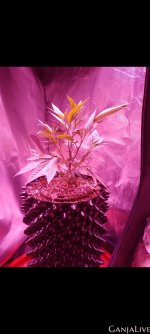 Screenshot 20230505 221031 Gallery (1).jpg