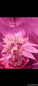 Screenshot 20230505 221044 Gallery (1).jpg