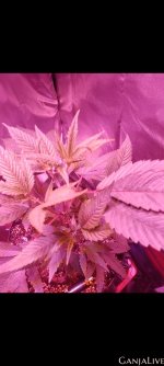 Screenshot 20230505 221050 Gallery (1).jpg