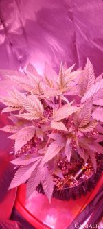 Screenshot 20230505 221108 Gallery (1).jpg