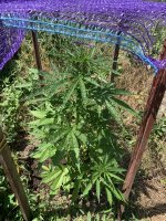 IMG_1125.jpeg