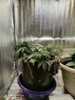 IMG_20230706_051732.jpg