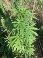 IMG_1142.jpeg