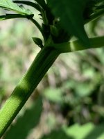 IMG_1147.jpeg