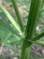 IMG_1146.jpeg