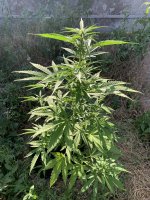 IMG_1156.jpeg