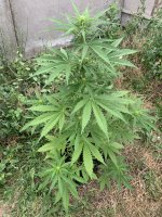 IMG_1164.jpeg