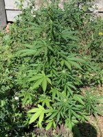 IMG_1311.jpeg