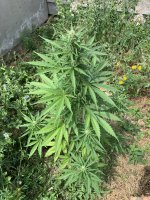 IMG_1363.jpeg