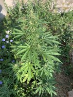 IMG_1415.jpeg